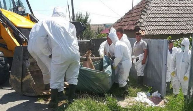 ANSVSA: Numărul localităților afectate de pesta porcină africană a ajuns la 266 - pesta-1540478989.jpg