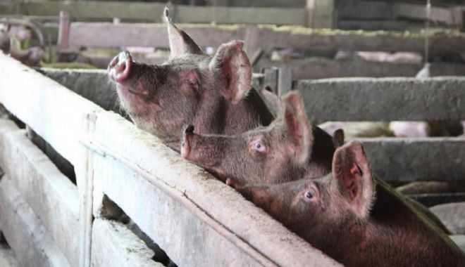 China a pierdut din cauza pestei porcine africane o treime din efectivele de porci - pesta-1567875978.jpg