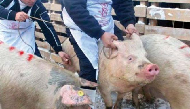 Focar de pestă porcină africană în comuna Corni - pesta-1634563667.jpg