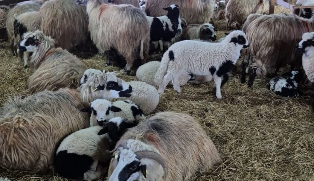 Pesta micilor rumegătoare bagă administrațiile locale în faliment! - pesta-stejaru-1724779666.jpeg