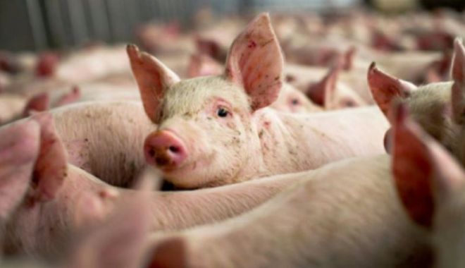 Dezastru pentru ferma de porci Gropeni. Proprietarul trebuie să ucidă 16.000 de animale - pesta2-1568301167.jpg