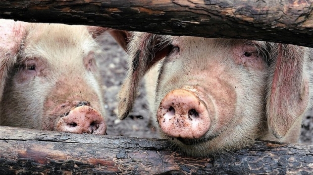 Încă un focar de pestă porcină, confirmat! - pesta27226700-1541230387.jpg