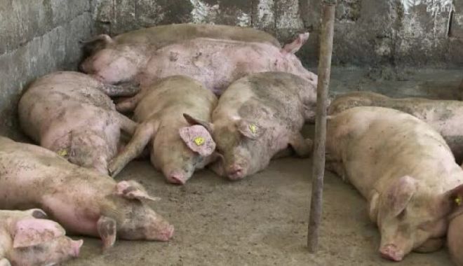 Restricţii în opt localităţi după ce au fost depistate patru focare de pestă porcină africană - pestaporc2-1689084550.jpg