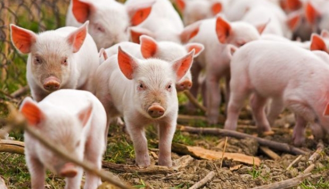 Autoritățile sanitar-veterinare de la granița cu Ucraina, în alertă din cauza pestei porcine - pestaporcina-1467042840.jpg