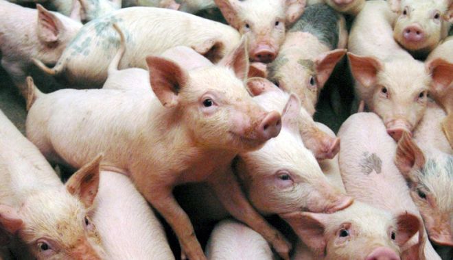 Pesta porcină se extinde! Stimulente pentru vânătorii de porci mistreți - pestaporcina-1535895914.jpg