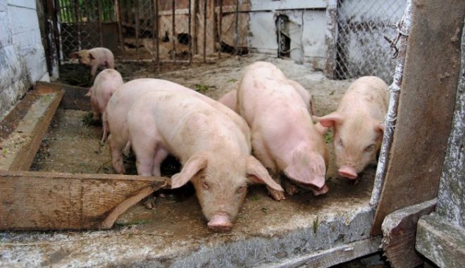 Încă două focare de pestă porcină - pestaporcina-1541864426.jpg