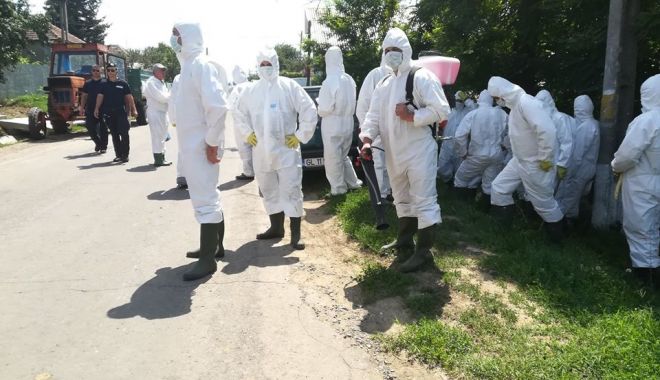 266 de focare de pestă porcină africană erau active, vineri, în 23 de județe - pestaporcina-1591377341.jpg