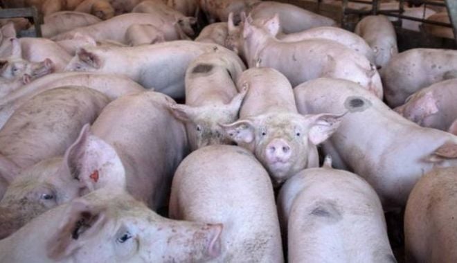 Focare de pestă porcină africană, active la nivel național - pestaporcina-1633090526.jpg