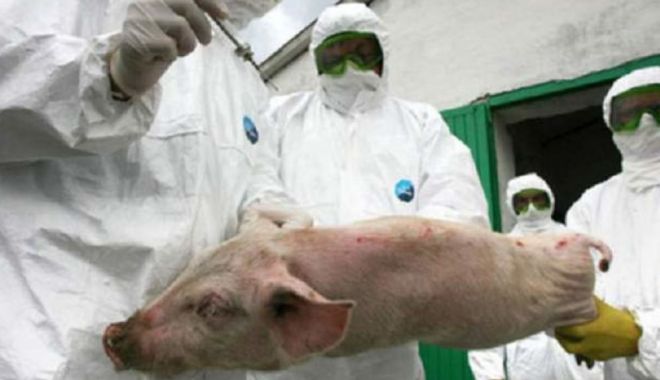 Petre Daea dă vina pe Iohannis, în scandalul pestei porcine - pestaporcina1000x600-1535573915.jpg