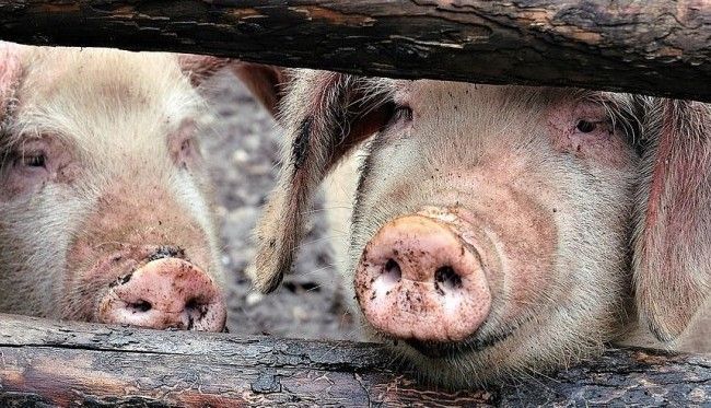 Virusul pestei porcine africane a fost confirmat în Olt. Numărul total al județelor, 18 - pestaporcina1650x435-1543042916.jpg