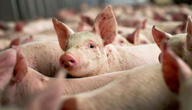 Președinte ANSVSA: Evoluția pestei porcine este explozivă - pestaporcina45750000-1533191979.jpg