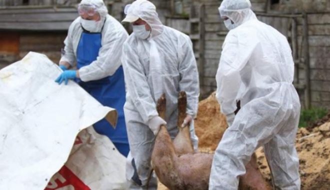 Noi focare de pestă porcină africană la Constanța. 