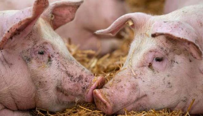 Cinci focare de pestă africană sunt în evoluţie în gospodării din patru localităţi - pestaporcinaafricanasimptome1e16-1695109290.jpeg