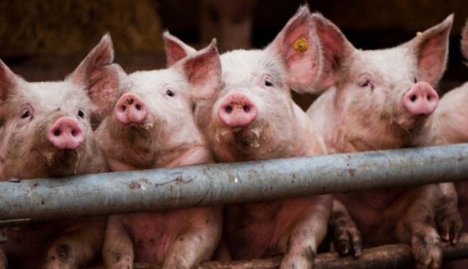 ALERTĂ! Focar de pestă porcină la granița cu România - pestaporcinaalerta17783500-1463466651.jpg