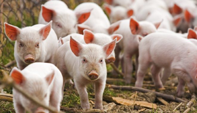 China a sacrificat 40.000 de porci în prima lună de la primul focar de pestă porcină africană - pestaporcinachina-1536504045.jpg