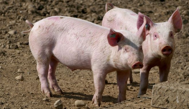 Autorităţile din România, în alertă! Două focare de pestă porcină, depistate în doar câteva zile