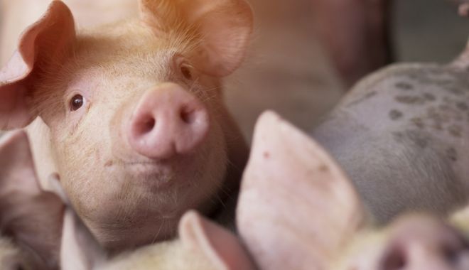 Pesta porcină africană confirmată la o fermă! Vor fi incinerate 39.000 de animale - pestaporcinaporciporcveterinar6o-1665562086.jpg