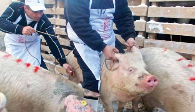 Anunț de ultimă oră de la ANSVSA: Pesta porcină africană, la granițele României - pestaporcuna29570600-1457682410.jpg