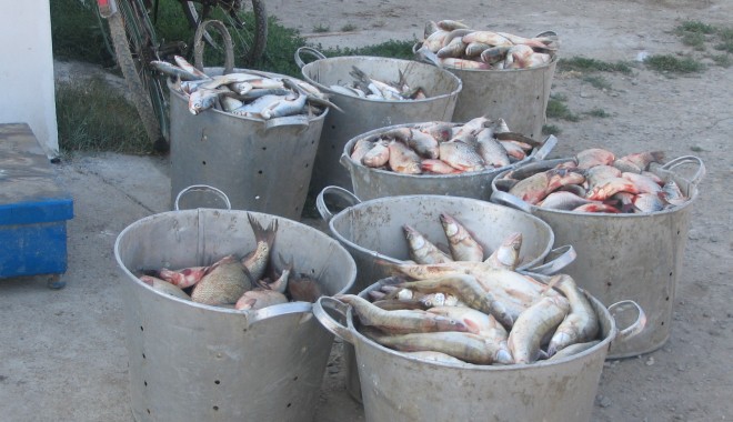 Sute de kilograme de pește braconat confiscate de Garda de Coastă - peste-1359023440.jpg