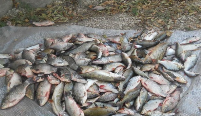 80 kilograme de pește, confiscate - peste-1381796354.jpg
