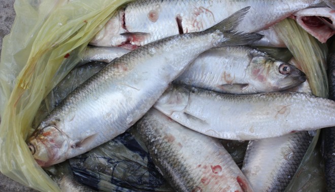 Peste 450 de kilograme de pește, confiscate - peste-1382085160.jpg