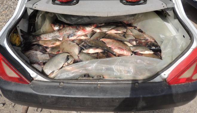 Pește confiscat de Garda de Coastă - peste-1447408276.jpg