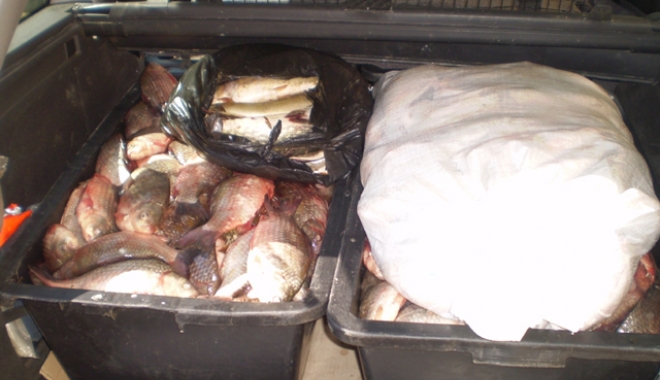 Carasul, din nou în siguranță. Polițiștii au confiscat 17 kilograme de la un pescar - peste-1468397165.jpg