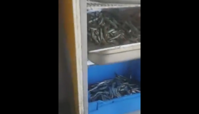 GALERIE FOTO-VIDEO / Iată ce a găsit Protecția Consumatorilor la o terasă din Mamaia - peste-1471518506.jpg
