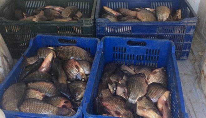 100 kilograme de pește confiscate de polițiștii de frontieră constănțeni - peste-1473421342.jpg