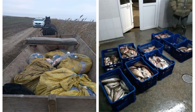 Pește fără documente legale și plase monofilament, confiscate de polițiștii de frontieră tulceni - peste-1543421857.jpg