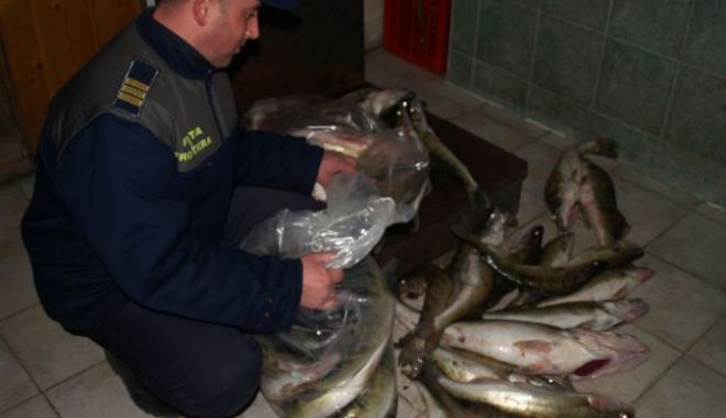Prinși de polițiștii constănțeni cu 200 de kg de pește, fără acte - peste-1571812407.jpg