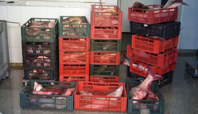 Sute de kilograme de pește confiscate de polițiștii de frontieră tulceni - peste-1580469657.jpg