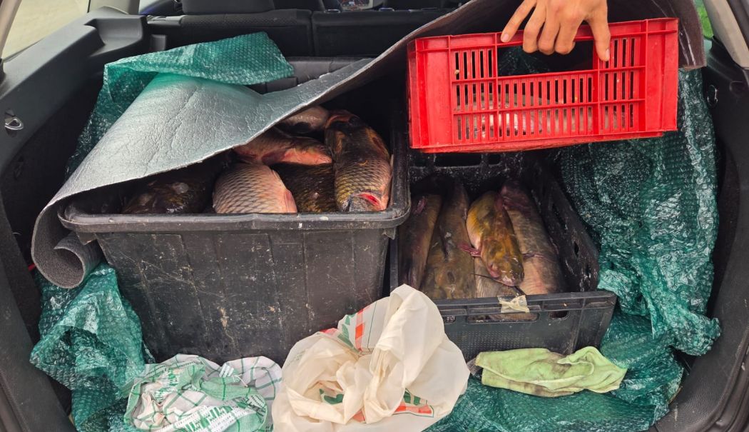 Captură ilegală de peste 100 kg de pește, depistată de jandarmii din Constanța - peste-1765287473.jpg