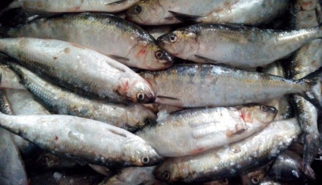Polițiștii de frontieră au confiscat 80 de kg de pește - peste1-1557160005.jpg
