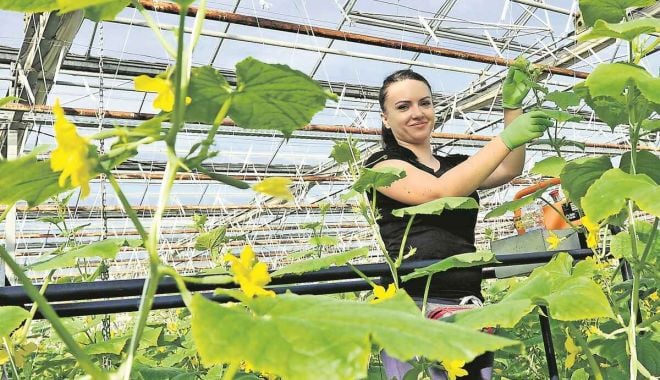 Peste 14.200 de fermieri vor sprijin pentru cultivarea legumelor în spaţii protejate - peste14200-1626888177.jpg