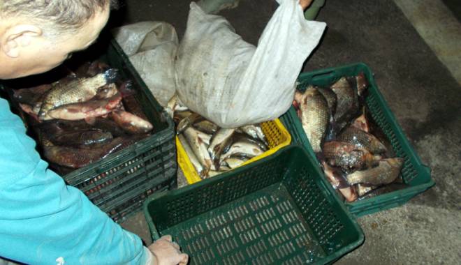 Sute de kilograme de pește, confiscate de ofițerii Gărzii de Coastă - peste2-1452622775.jpg