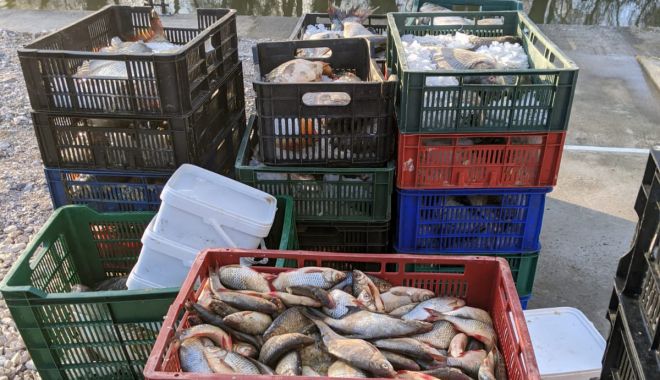 Peste 550 de kilograme de pește, confiscat de Poliția de Frontieră - peste2-1581669710.jpg