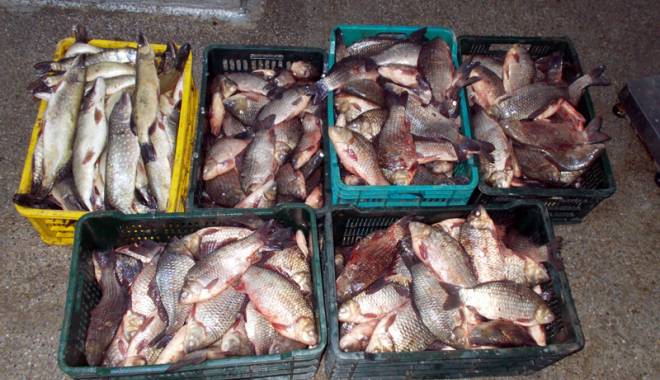 Sute de kilograme de pește, confiscate de ofițerii Gărzii de Coastă - peste3-1452622783.jpg