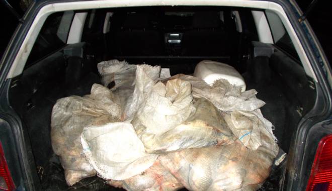 Sute de kilograme de pește, confiscate de ofițerii Gărzii de Coastă - peste4-1452622792.jpg