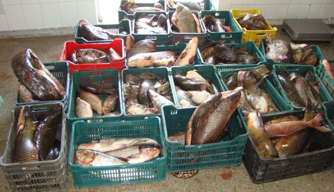 Peste 400 kilograme de pește confiscate de polițiștii de frontieră - peste400kilo-1398335372.jpg