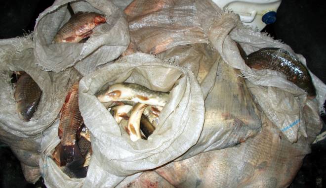Sute de kilograme de pește, confiscate de ofițerii Gărzii de Coastă - peste5-1452622800.jpg