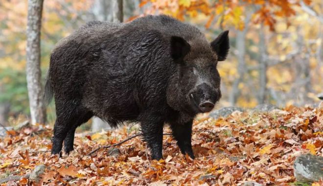 Peste 500 de cazuri de pestă porcină africană în România - peste500defocare-1637506507.jpg