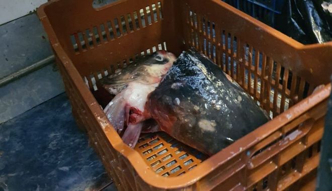Pește expirat și fără acte, confiscat de la două pescării din Constanța - pesteconfiscat-1588773156.jpg
