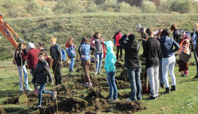 Peste o mie  de copăcei, plantați în comuna Cumpăna - pesteomiedecopaceicumpana-1447690609.jpg