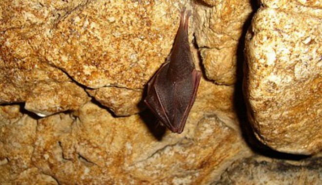 Trei specii rare de lilieci, într-o peșteră din România - pesteraliliecilormoeciu530x22930-1350646392.jpg