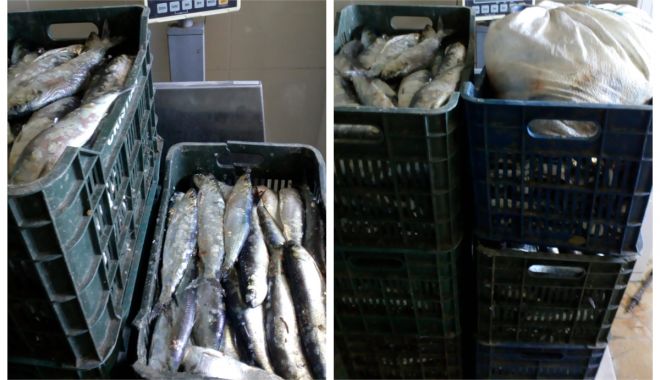 Peste 200 de kilograme de scrumbie, pescuite ilegal - pestescrumbie-1554309065.jpg