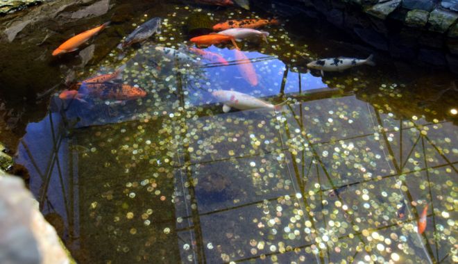 Fontana di Trevi de la Delfinariul din Constanța. Viața peștilor, în pericol din cauza superstițiilor - pesti17-1533051428.jpg