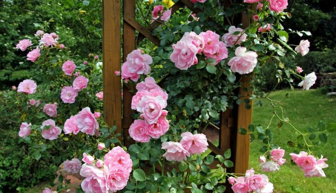 Petalele de trandafir aduc numai beneficii pielii și părului - petale-1647024984.jpg