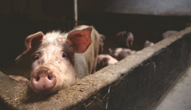 DSVSA: Situația Pestei Porcine Africane în județul Constanța