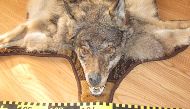 Galerie foto. Captura polițiștilor din Constanța: piei de lupi și capete de căpriori - picture060-1415694738.jpg